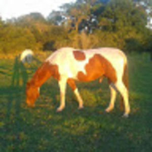 Meet your Posher, Leo